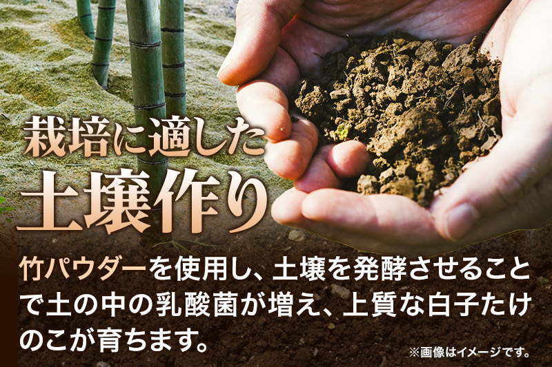 宮城県利府町産 採れたて 高級白子たけのこ 皮付き2kg以上（2〜6本）筍 タケノコ 野菜 国産 新鮮 旬