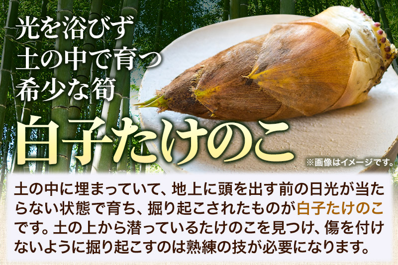 宮城県利府町産 採れたて 高級白子たけのこ 皮付き2kg以上（2〜6本）筍 タケノコ 野菜 国産 新鮮 旬