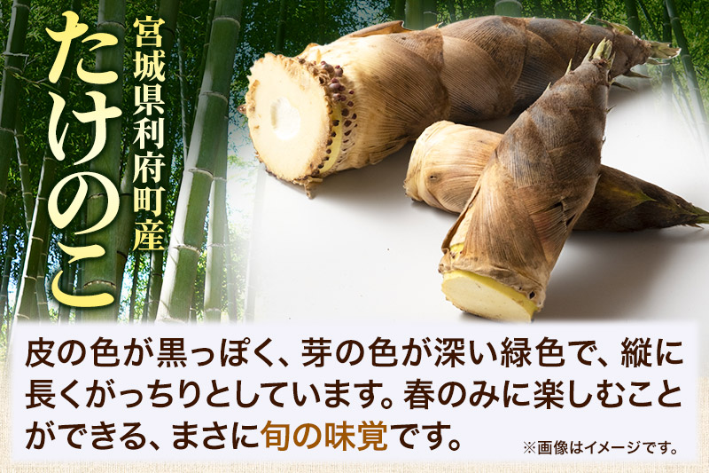 【先行受付 2026年4月以降発送】宮城県利府町産 採れたて たけのこ 皮付き2kg以上（2〜6本）筍 タケノコ 野菜 国産 新鮮 旬