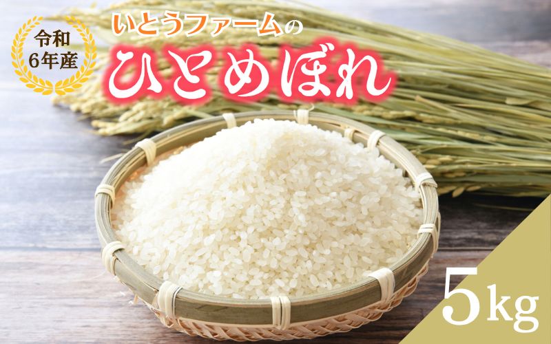 いとうファームの 令和6年産「ひとめぼれ」5kg / 米 お米 精米 白米 ご飯  産地直送【itofarm025】