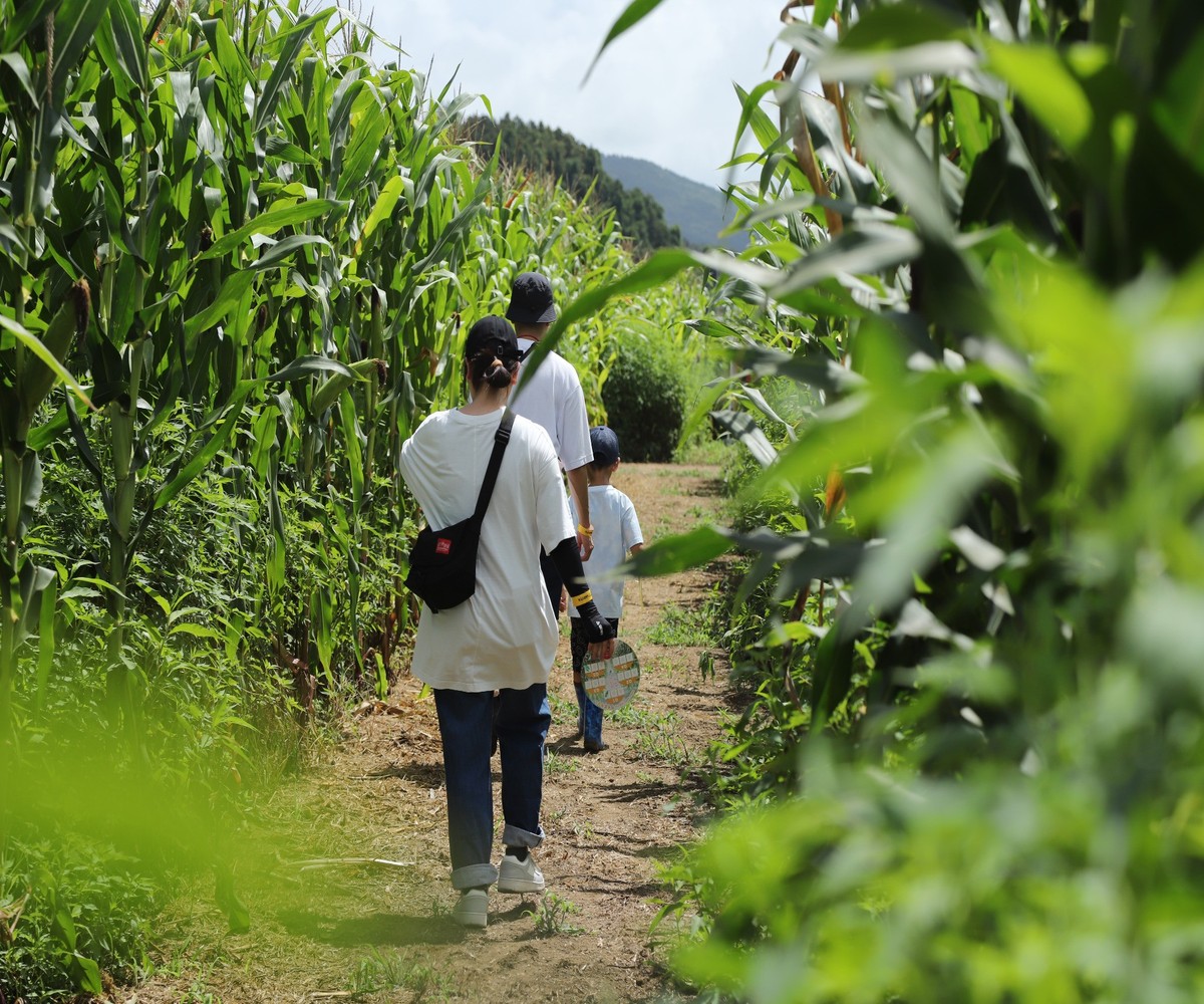 真夏のとうもろこし巨大迷路 2026 ゴールドデント777 WAKUYA｜とうもろこし コーン 迷路 とうもろこし畑 トウモロコシ 涌谷町 デントコーン 巨大迷路 冒険 レジャー 宝探し 真夏 とうもろこし コーン トウモロコシ【saito006】