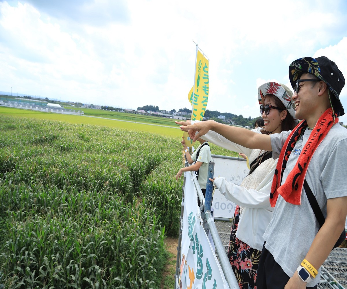 真夏のとうもろこし巨大迷路 2026 ゴールドデント777 WAKUYA｜とうもろこし コーン 迷路 とうもろこし畑 トウモロコシ 涌谷町 デントコーン 巨大迷路 冒険 レジャー 宝探し 真夏 とうもろこし コーン トウモロコシ【saito006】