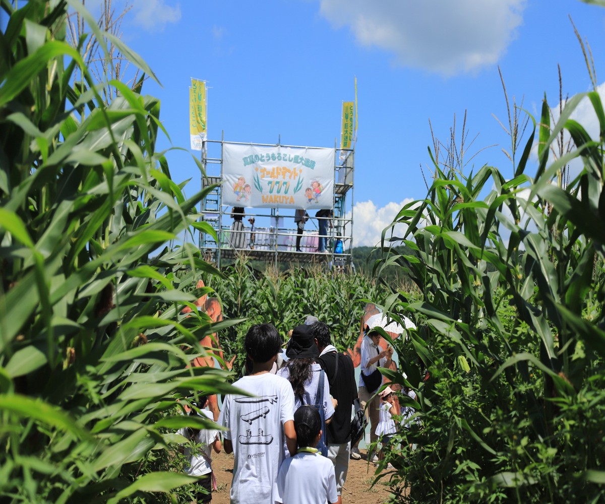 真夏のとうもろこし巨大迷路 2026 ゴールドデント777 WAKUYA｜とうもろこし コーン 迷路 とうもろこし畑 トウモロコシ 涌谷町 デントコーン 巨大迷路 冒険 レジャー 宝探し 真夏 とうもろこし コーン トウモロコシ【saito006】