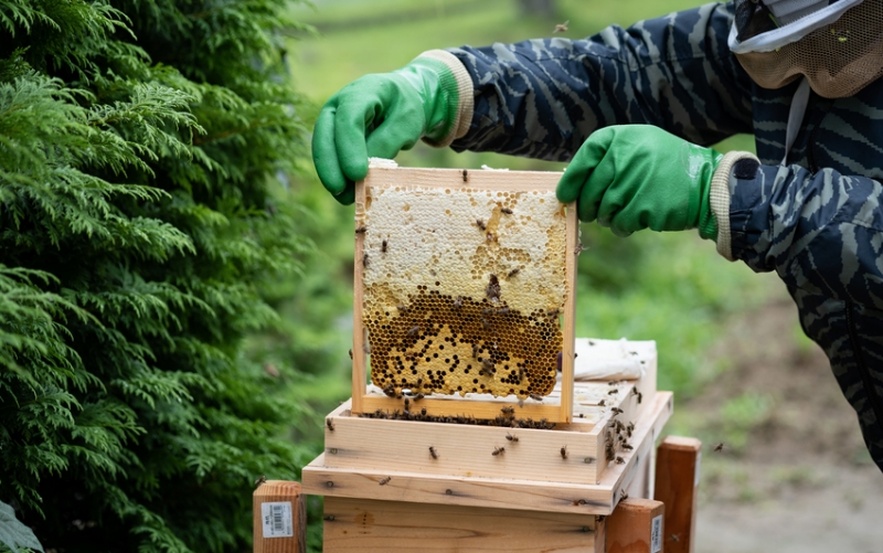 æ¥æ¬èèã®ãããã 300gÃ2 ç¶å
¥ã / ã¯ã¡ã¿ã€ ã¿ã€ã°ã¡ ãããã å€©ç¶ æ¥æ¬èè èè