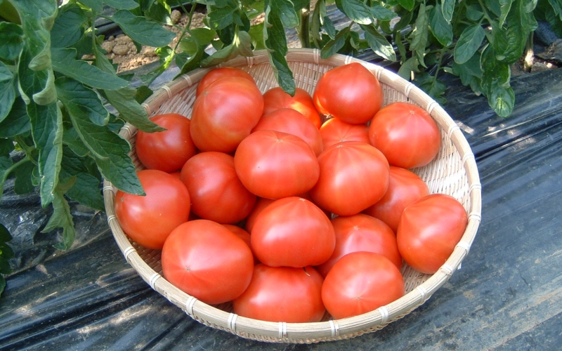 【糖度10度以上！】プレミアム麗月１kg ※沖縄・離島配送不可 / とまと 野菜 トマト