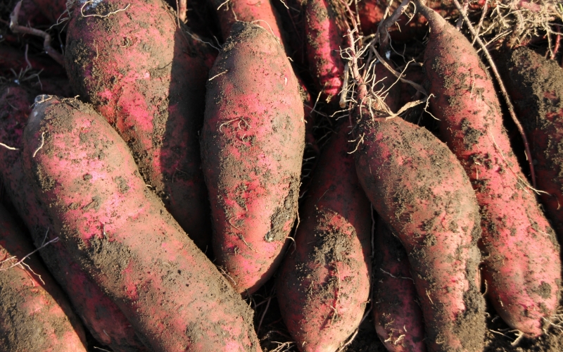 【先行予約】甘くてしっとり★さつまいも(紅はるか)10kg / さつまいも 芋 お芋 紅はるか