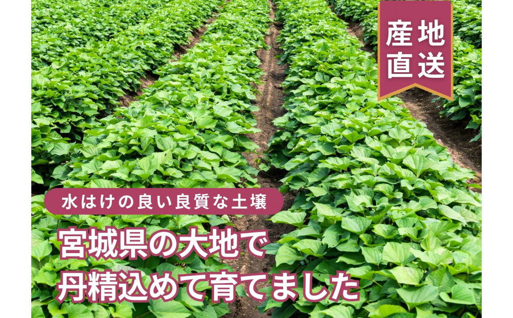縲千堪縺ョ縺翫d縺、縲代d繧上i縺句ケイ縺苓葛繧ケ繝繧」繝繧ッ100gテ5陲