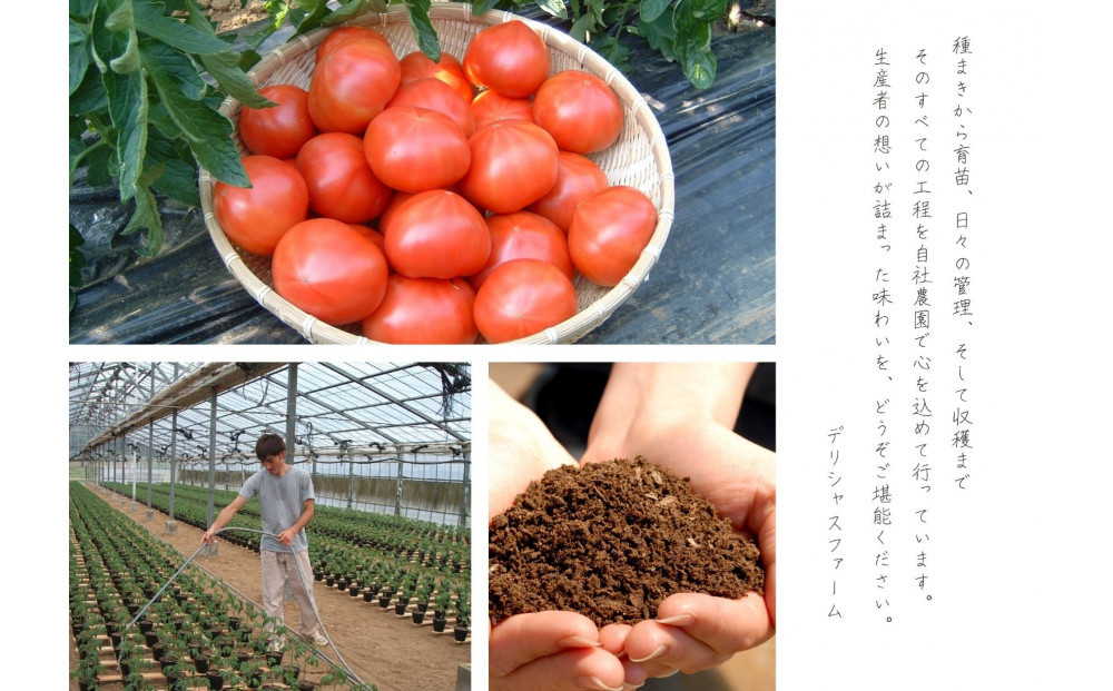 繝繝ェ繧キ繝」繧ケ繝輔ぃ繝シ繝縺ョ繝医槭ヨ(鮗玲怦)3繧ュ繝ュ邂ア