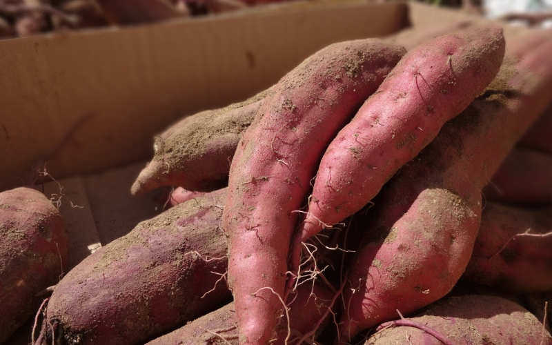 【先行予約】甘くてしっとり★さつまいも(紅はるか)5kg / さつまいも 芋 お芋 紅はるか