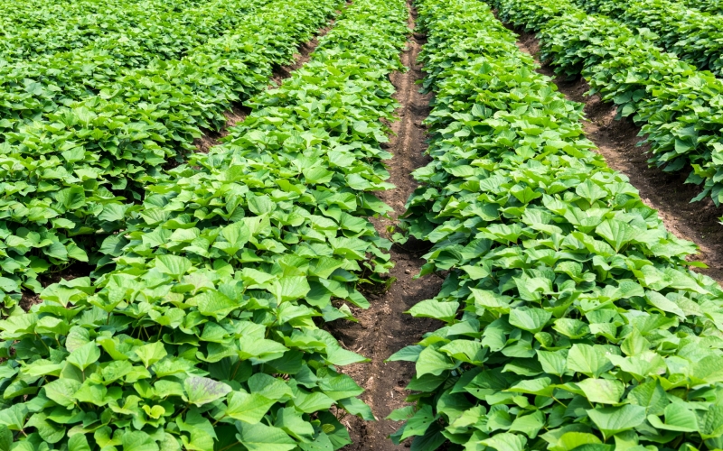 【先行予約】甘くてしっとり★さつまいも(紅はるか)10kg / さつまいも 芋 お芋 紅はるか