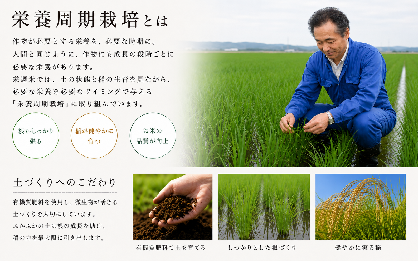 令和8年産 栄週米 ササニシキ（精米）５kg ※10月上旬より順次発送予定 /  精米 人気 ランキング  お米 米 