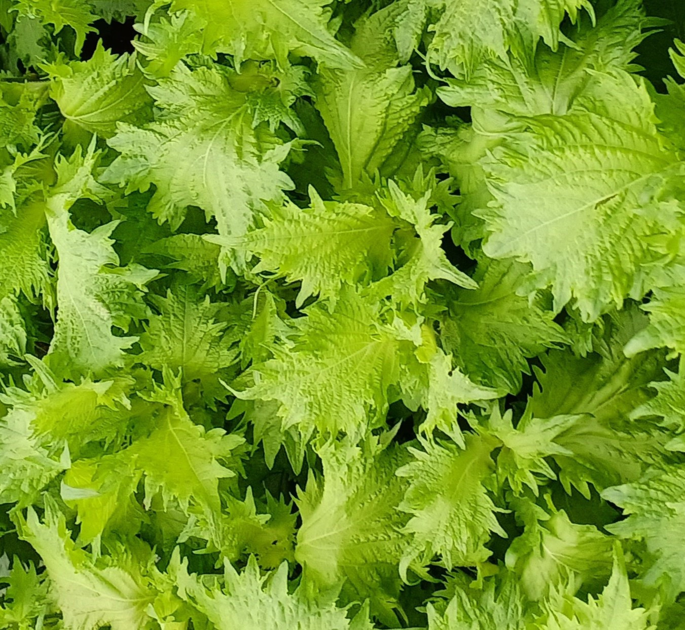 å®®åã®çŽ«èéŠãã¯ã©ããããŒã«ã6æ¬ç®±