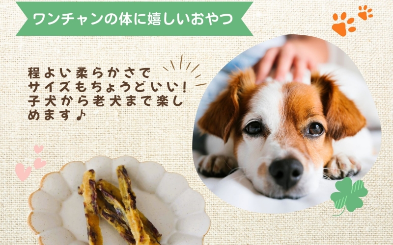 【犬のおやつ】やわらか干し芋スティック100g×5袋　/ さつまいも 芋 お芋 おやつ 干し芋 おいも