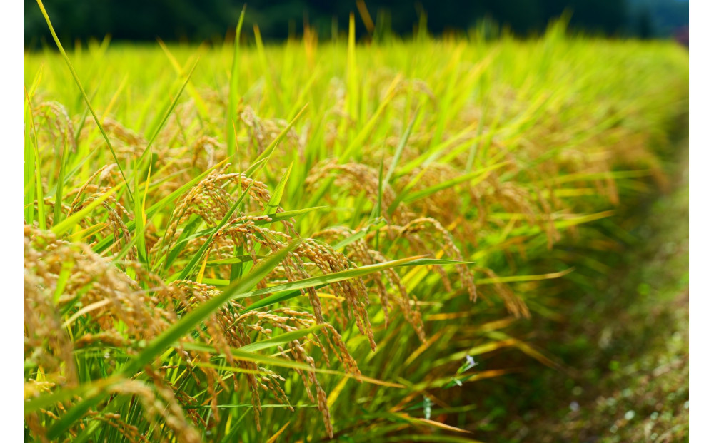 【令和７年産】宮城県美里町産 ひとめぼれ 精米 5kg（5kg×１袋）