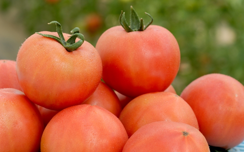 デリシャスファームのトマト(麗月)3キロ箱 / とまと 野菜 トマト