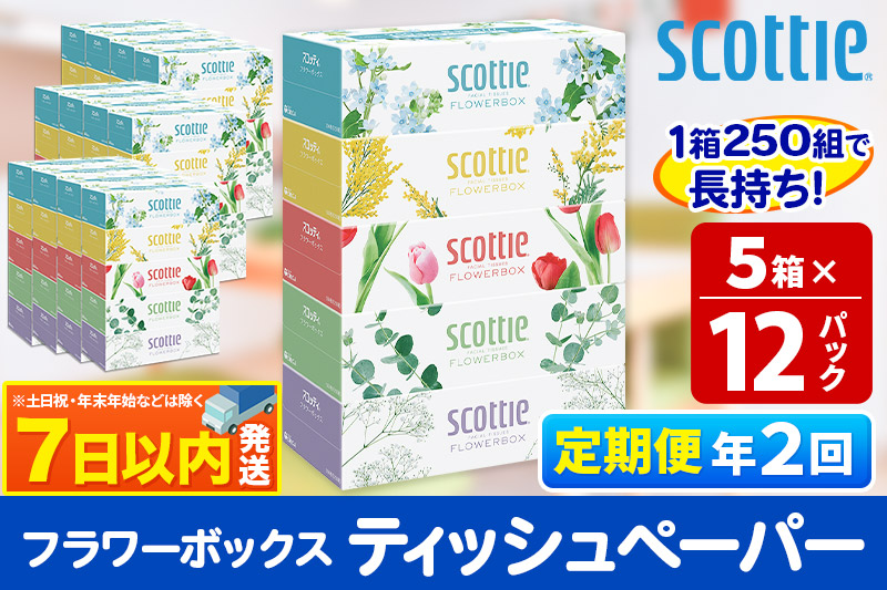 《6ヶ月ごとに2回お届け》定期便 ティッシュペーパー スコッティ フラワーボックス250組 60箱(5箱×12パック) ティッシュ レビューキャンペーン中 7日以内発送