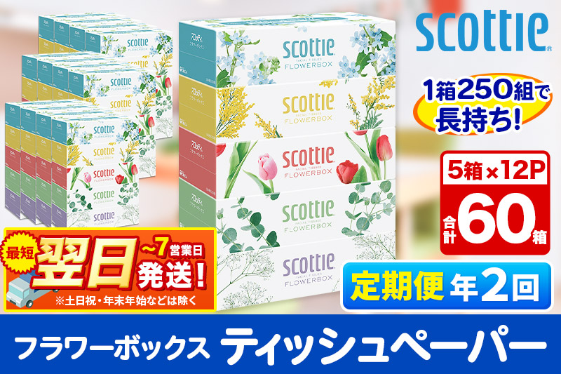 《6ヶ月ごとに2回お届け》定期便 ティッシュペーパー スコッティ フラワーボックス250組 60箱(5箱×12パック) ティッシュ 最短翌日発送【レビューキャンペーン中】