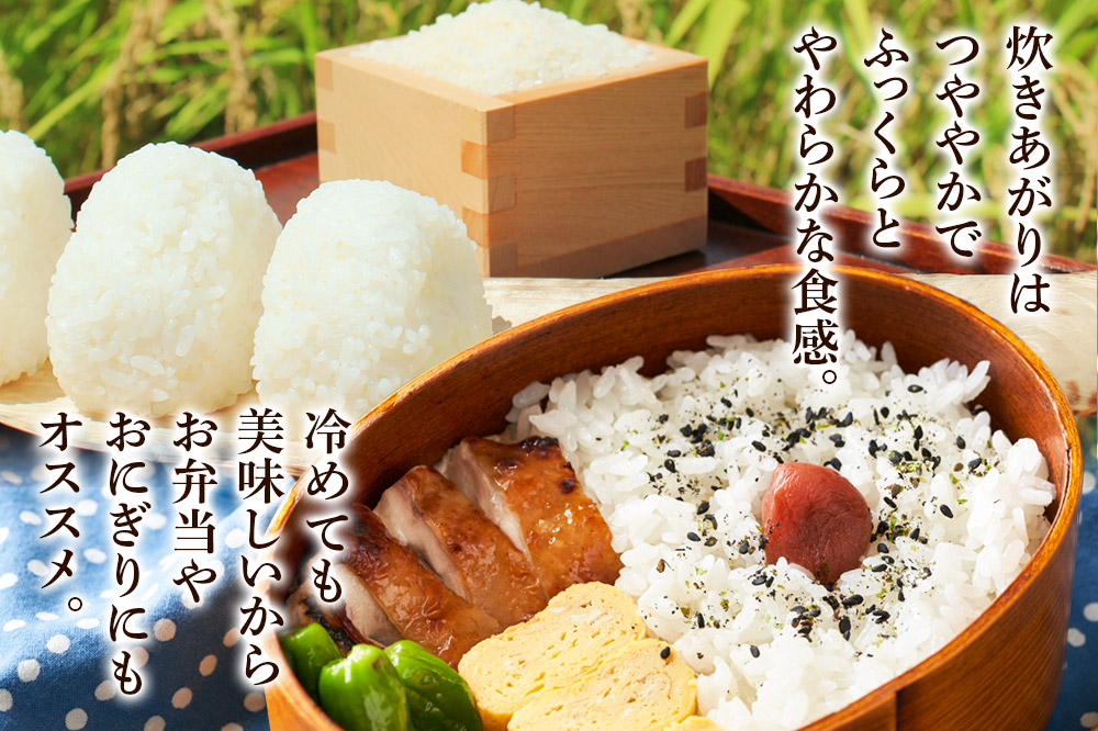 《令和7年産》《定期便9ヶ月》 米 あきたこまち 5kg 【白米】 秋田県産