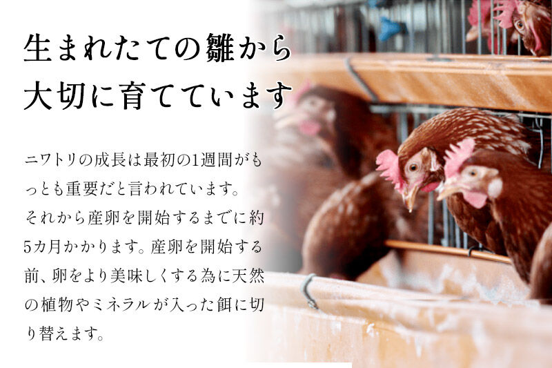 《定期便4ヶ月》 たまごの樹 純国産鶏種 卵『もみじ』27個+割れ保証3個付き（10個入×3パック） [たまご タマゴ 玉子 鶏卵 まとめ買い オムレツ 卵かけご飯 朝食 料理 美味しい 瀧田養鶏場]