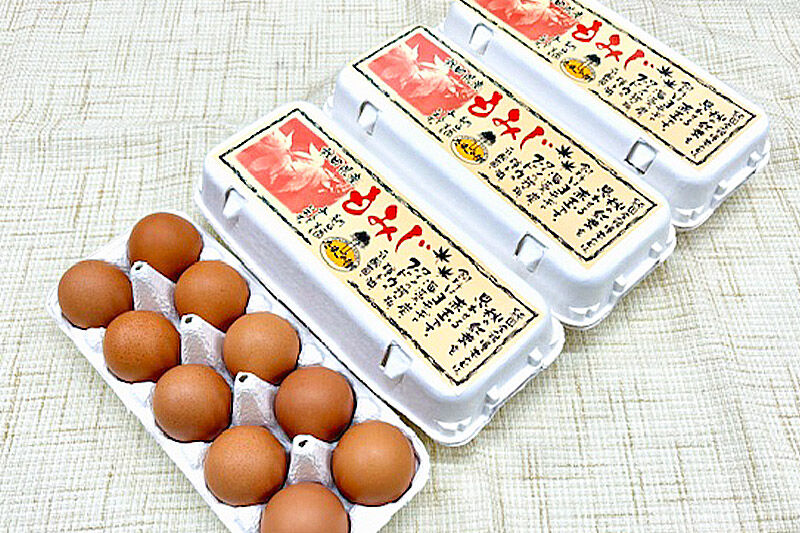 《定期便6ヶ月》 たまごの樹 純国産鶏種 卵『もみじ』36個+割れ保証4個付き（10個入×4パック） [たまご タマゴ 玉子 鶏卵 まとめ買い オムレツ 卵かけご飯 朝食 料理 美味しい 瀧田養鶏場]