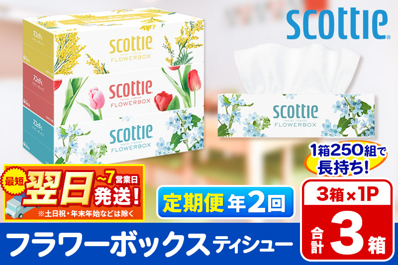 《6ヶ月ごとに2回お届け》定期便  ティッシュペーパー スコッティ ティシュー フラワーボックス 250組 3箱パック×1パック 秋田市オリジナル 最短翌日発送