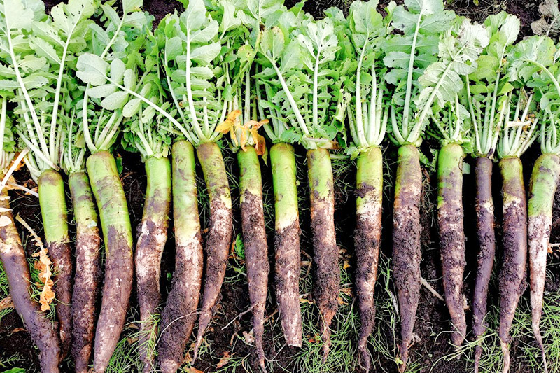 あきた伝統野菜のいぶりがっこ「沼山大根のパリポリがっこ」スライス3袋セット ＜栽培期間中農薬不使用＞