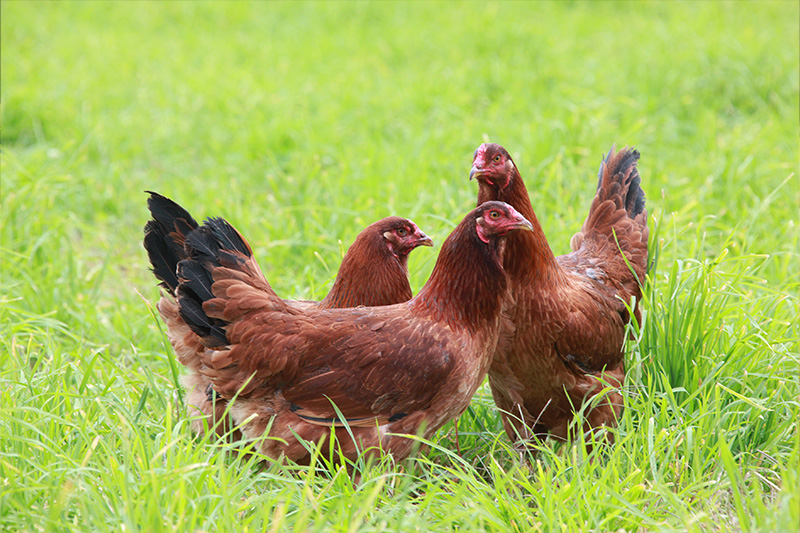 縲舌♀逕ウ縺苓セシ縺ソ譁ケ蠑上醍ァ狗伐繧ュ繝」繝繧ケ繝ォ繝帙ユ繝ォ隰ケ陬ス縺阪j縺溘s縺ス骰九そ繝繝(5縲6莠コ蜑)