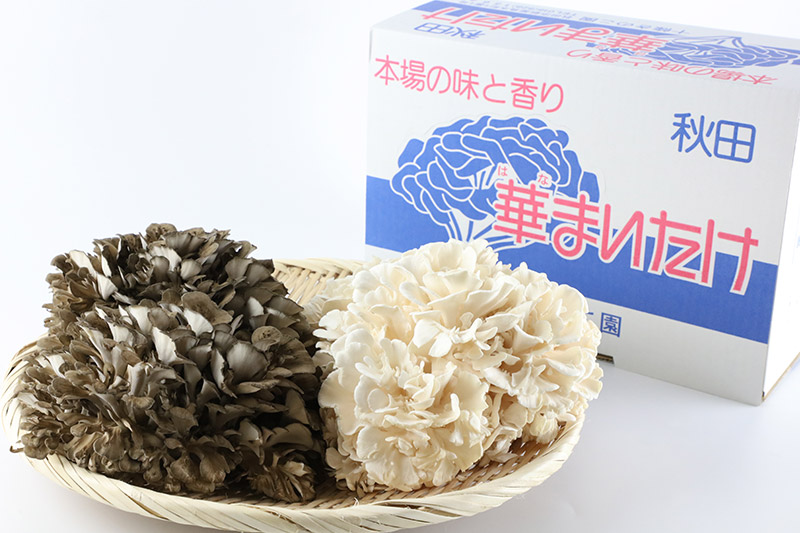 秋田華まいたけ 生まいたけセット 黒まいたけ 約500g 白まいたけ 約500g 舞茸