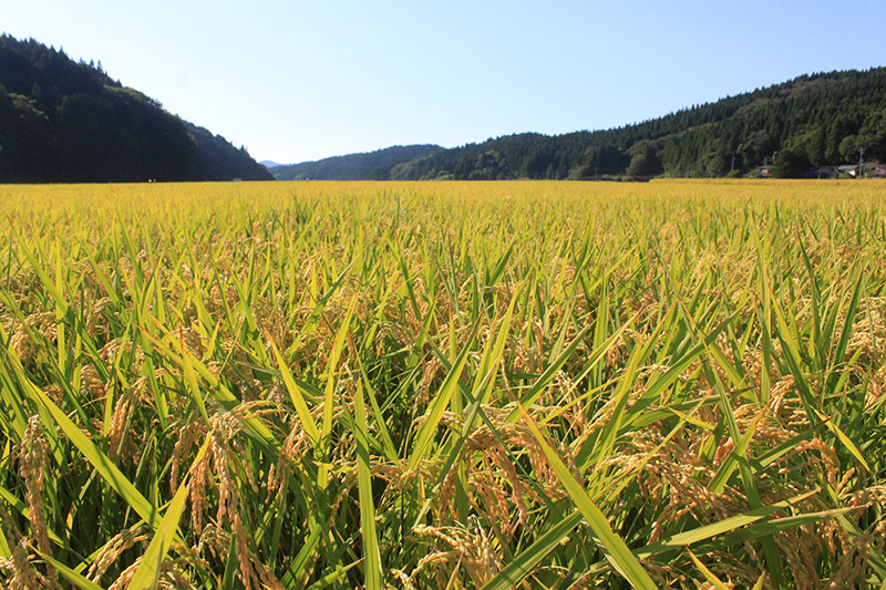 【新米 令和6年産 白米】秋田県産あきたこまち 5kg