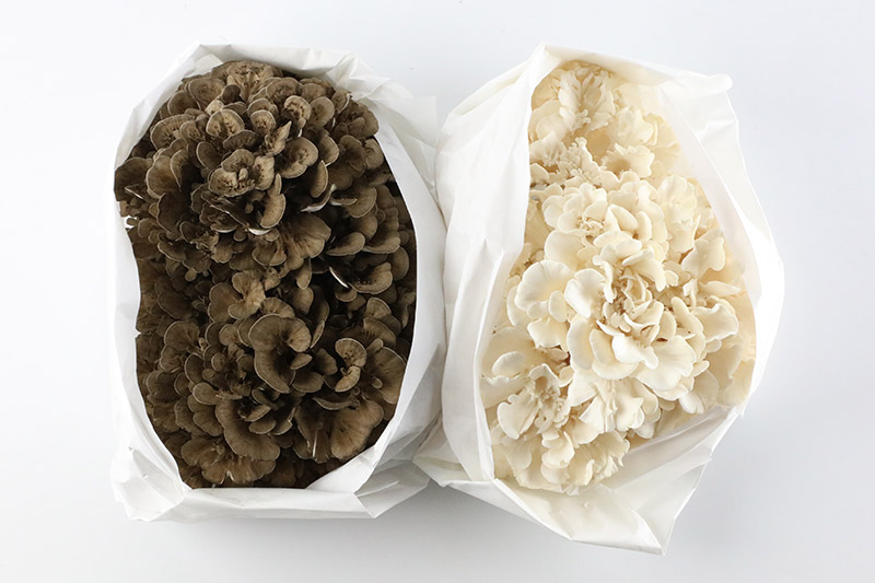 秋田華まいたけ 生まいたけと加工セット 黒まいたけ 約500g 白まいたけ 約500g 炊き込みご飯の素 黒×2パック 炊き込みご飯の素 白×1パック  舞茸