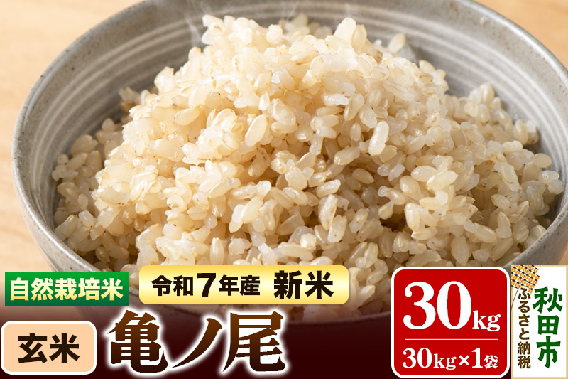 〈先行予約 令和7年産 新米〉自然栽培米「亀ノ尾」玄米 30kg 天日干し 農薬・肥料不使用 