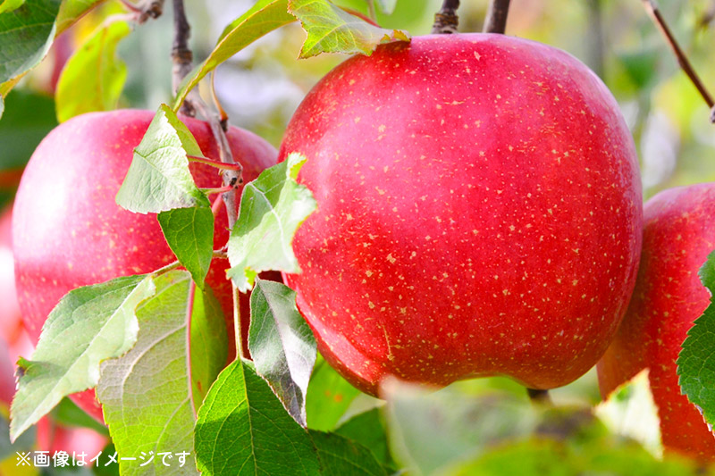 りんごの里・秋田県雄和地区で育った厳選りんご ふじ 10kg 【期間限定】