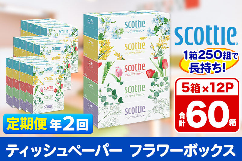 《6ヶ月ごとに2回お届け》定期便 ティッシュペーパー スコッティ フラワーボックス250組 60箱(5箱×12パック) ティッシュ  [ティッシュ ボックスティッシュ 定期便]