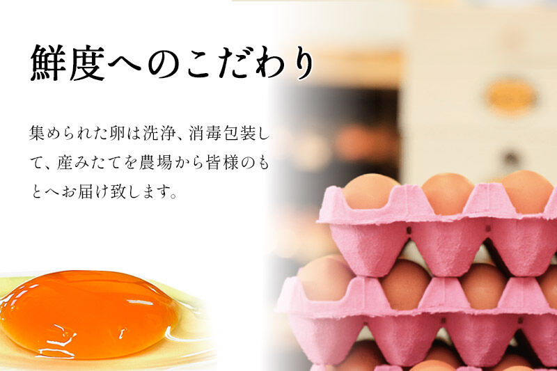 《定期便9ヶ月》 たまごの樹 純国産鶏種 卵『さくら』76個+割れ保証4個付き（10個入×8パック） [たまご タマゴ 玉子 鶏卵 まとめ買い オムレツ 卵かけご飯 朝食 料理 美味しい 瀧田養鶏場]