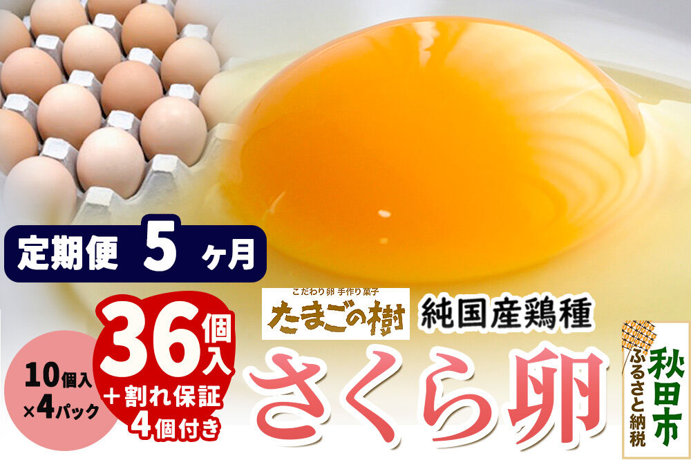 《定期便5ヶ月》 たまごの樹 純国産鶏種 卵『さくら』36個+割れ保証4個付き（10個入×4パック） [たまご タマゴ 玉子 鶏卵 まとめ買い オムレツ 卵かけご飯 朝食 料理 美味しい 瀧田養鶏場]