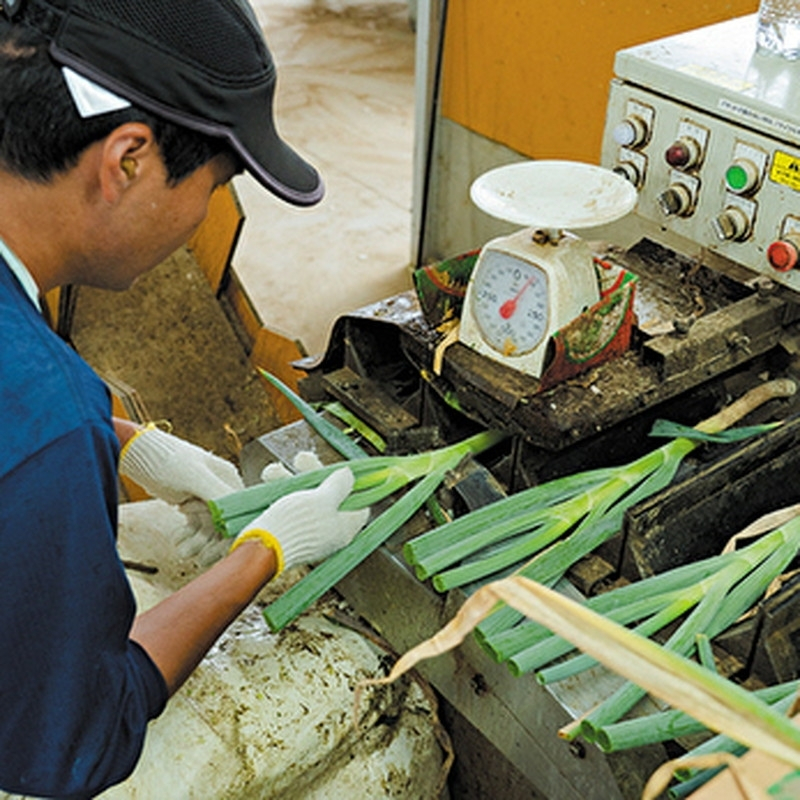 【8月～翌2月限定出荷】白神山地の麓で育った 白神ねぎ 産地直送 鍋物に最適！　