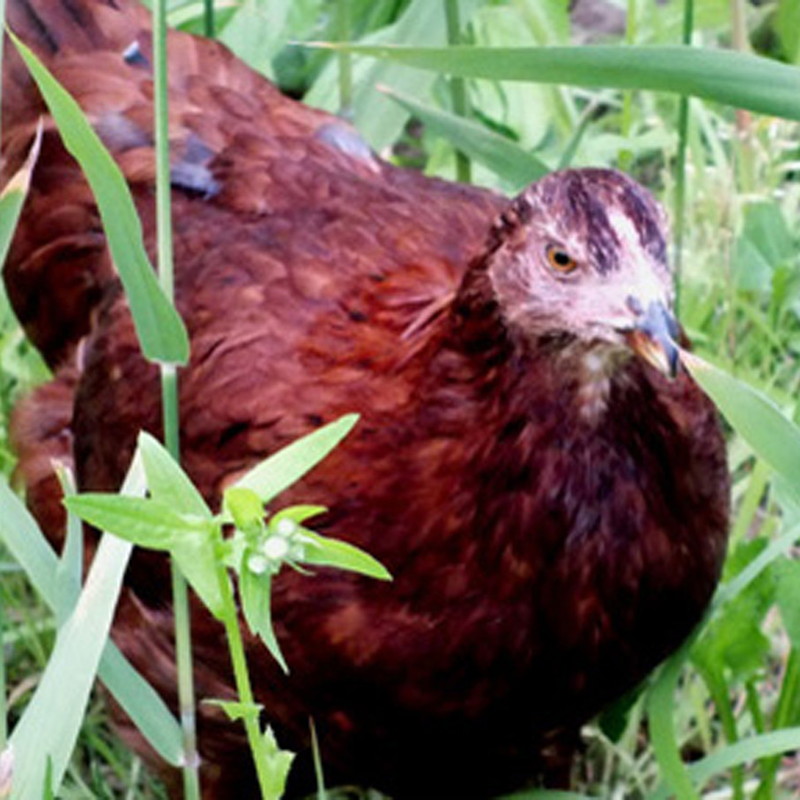 焼鳥セット 比内地鶏 贅沢 やきとり セット 25本 (約1050g) 5種 詰め合わせ ももむね レバー 砂肝串 いかだ 皮 焼き鳥 焼鳥 地鶏 鶏 鶏肉 お肉 肉 アウトドア キャンプ BBQ 秋田 秋田県 能代市