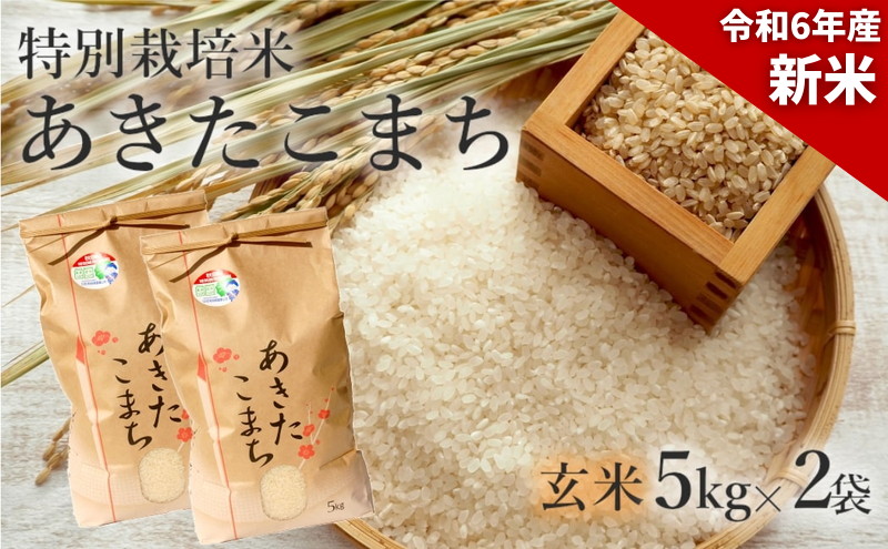 新米 米 お米 【玄米】特別栽培米 あきたこまち 10kg（5kg×2袋） 秋田県産 令和6年産