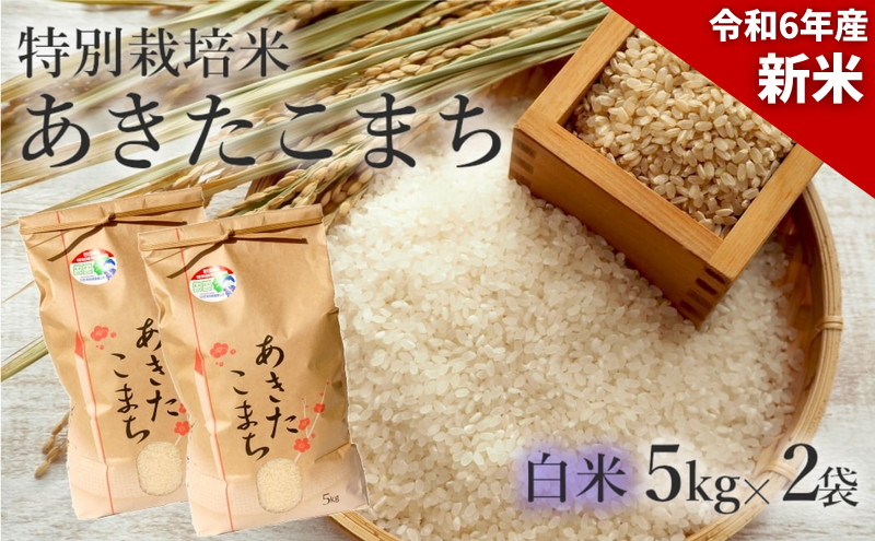 新米 米 お米 【白米】特別栽培米 あきたこまち 10kg（5kg×2袋） 秋田県産 令和6年産