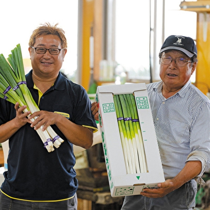 【8月～翌2月限定出荷】白神山地の麓で育った 白神ねぎ 産地直送 鍋物に最適！　