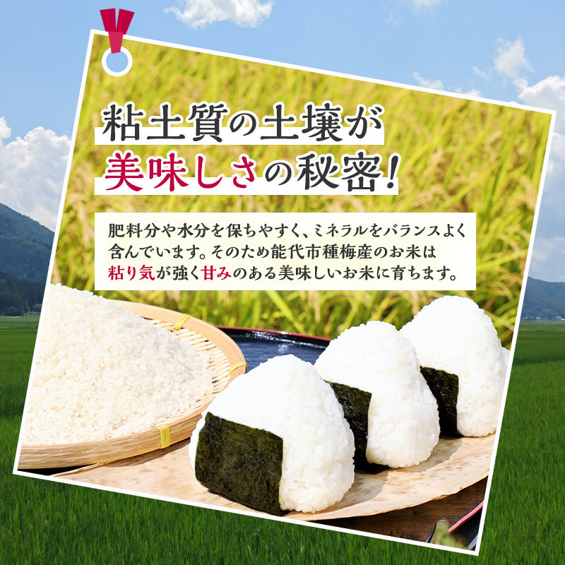 新米 米 お米 【玄米】秋田県産 あきたこまち 10kg×1袋 あきた種梅産こまち 杜の雫 こだわりの大粒 令和6年産