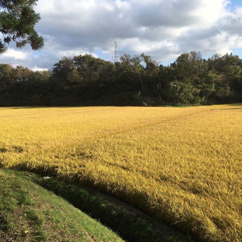 新米 《定期便2ヶ月》玄米 農家直送！うまい!! 本場のあきたこまち 10kg（5kg×2袋）×2回 合計20kg