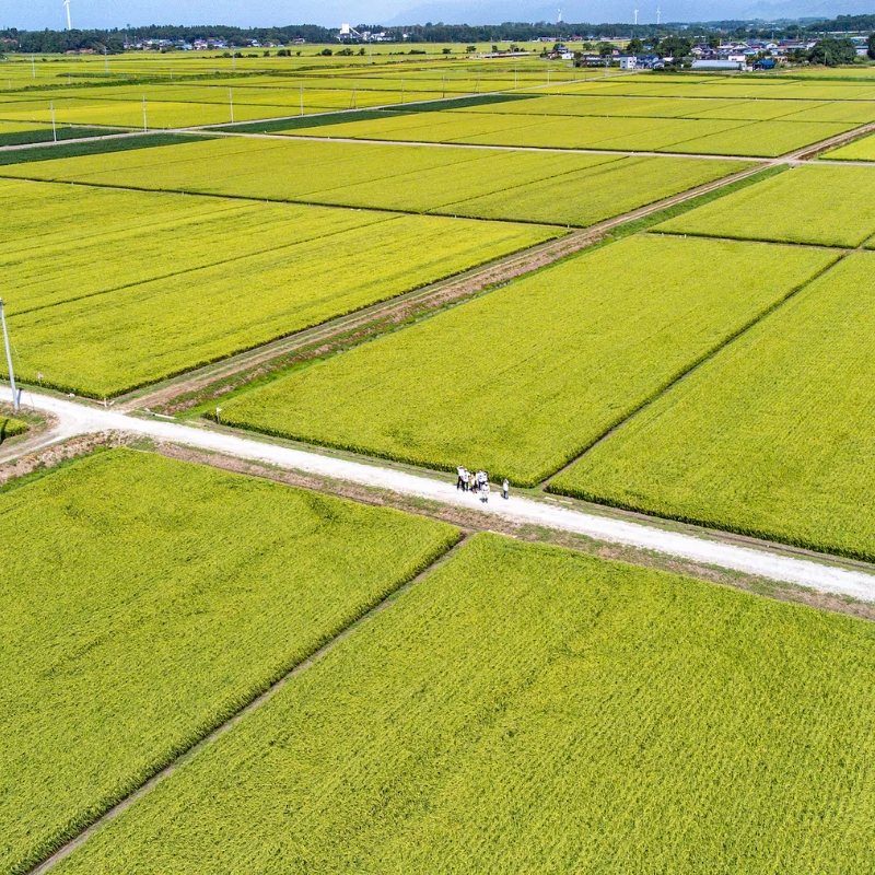 新米 精米 令和6年産 あきた栗山 大谷米 あきたこまち 1.8kg×2袋 合計3.6kg 秋田県産 あきたこまち オータニファーム