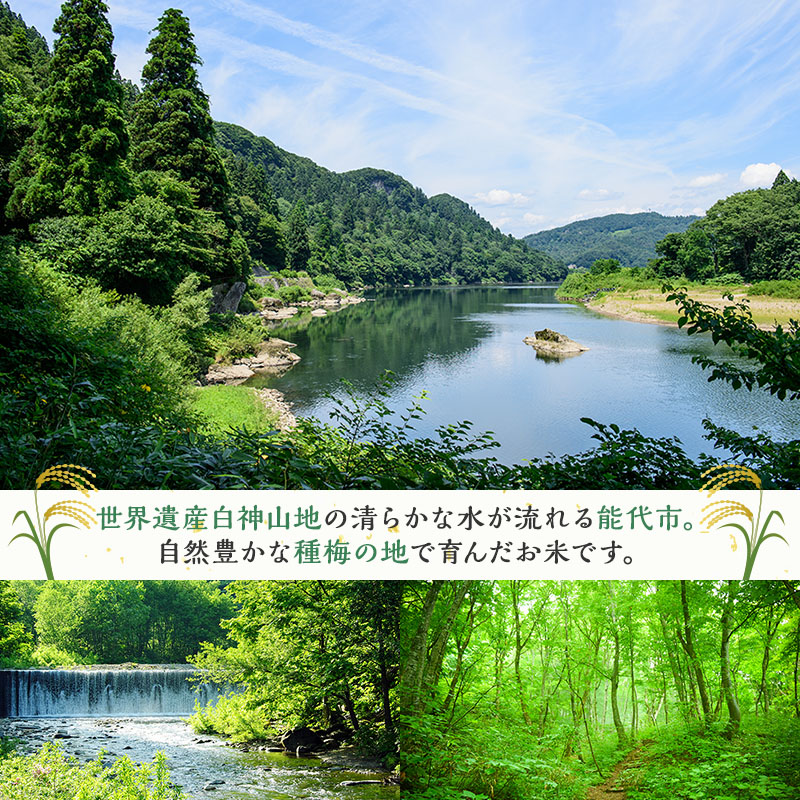 令和7年産 米 お米 《定期便6ヶ月》【無洗米】秋田県産 あきたこまち あきた種梅産こまち 杜の雫 こだわりの大粒 4.5kg×6回 合計27kg