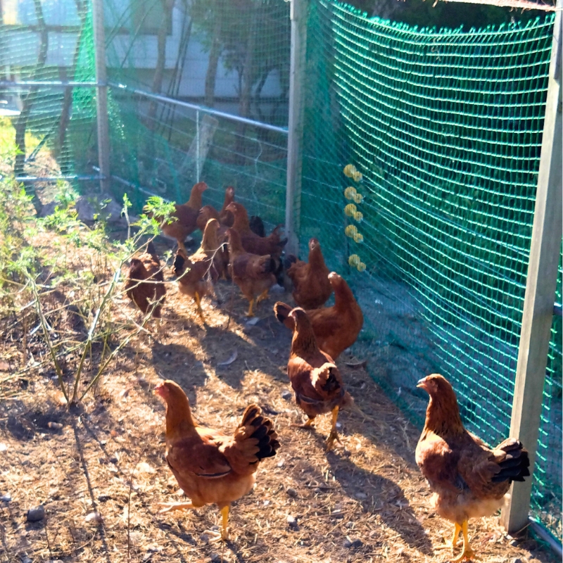 æ°ééå® å¹³é£Œãçœç¥å°é¶ ããããã»ãã 400gïœ 1ãã㯠詰ãåãã 平飌ã å°é¶ é¶è é³¥è ãè è ç§ç° ç§ç°ç èœä»£åž