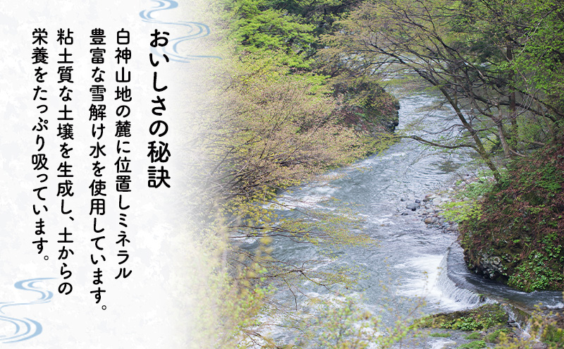 【先行予約 令和8年度産】6ヶ月定期便 あきたこまち 米 2kg 計12kg 精米 白米 秋田県 能代市 ブランド米