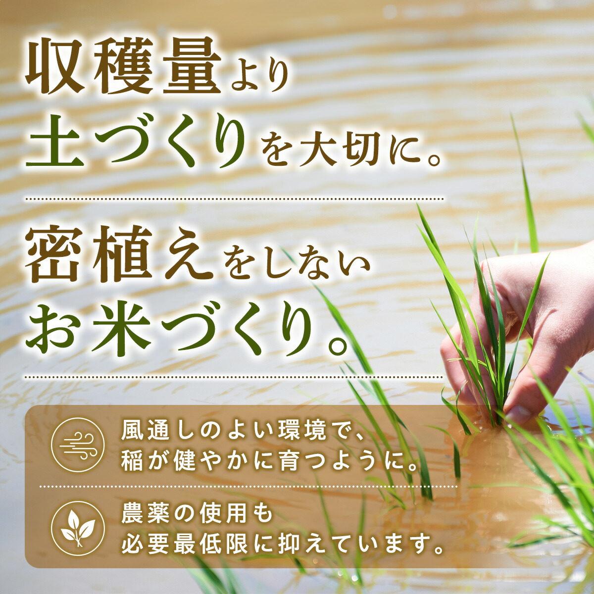 令和8年産 あきたこまち 無洗米 10kg 秋田県産 米 一等米 ブランド米 10キロ 精米 精米したて 一人暮らし 秋田 能代 能代市 送料無料 《こまちライン》