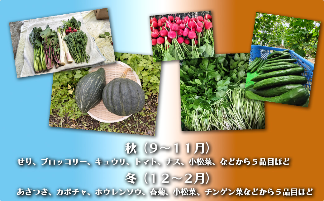 四季折々の野菜・山菜セット（5品目ほど）　45P3203