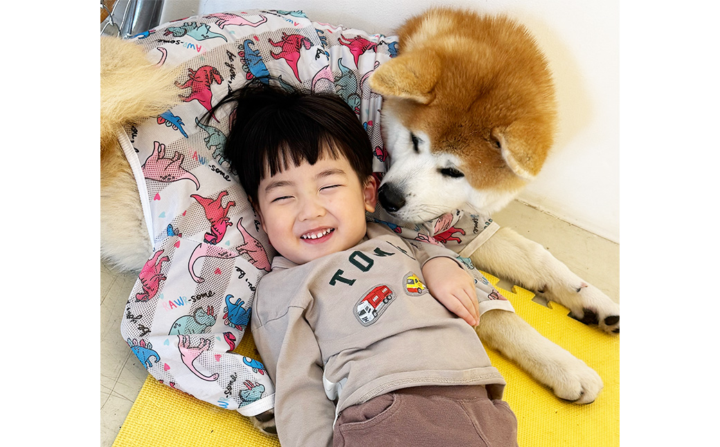 もふもふ秋田犬ふれあい体験30分 大人（中学生以上）　1名様（ふれあい10分・1ドリンク付）　【35P8401】