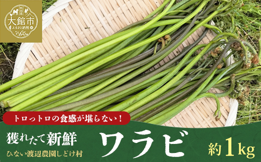 ワラビ 約1000g トロっトロの食感が堪らない！【120P3205】